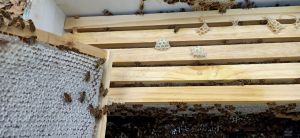 mật ong rừng tự nhiên