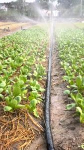 100m Ống tưới phun mưa phi 27mm - 100% nhựa nguyên sinh