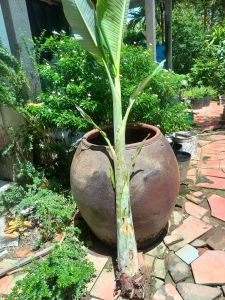 Cây chuối hột giống cao 50cm_1m