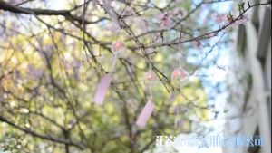 COD Lonceg Angin Wind Bells Hiasan Lonceng Angin Kaca Glass Wind Chimes Japanese-Style Genta Nada