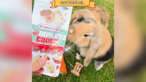 Versele Laga Snack Kelinci Sehat / Makanan dan Vitamin