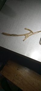 pahul wader tanduk asli