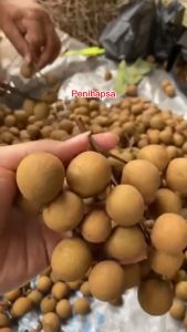 Bibit Kelengkeng New Kristal Super Hasil Okulasi Cepat Berbuah