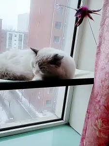 เปลแมวติดกระจก เตียงแขวนสัตว์เลี้ยง เปลแมว ปลอดภัยและมั่นคง รับน้ำหนักได้ถึง 20 kg ถอดประกอบและทำความสะอาดได้ง่าย