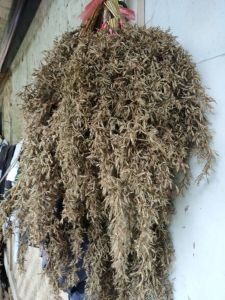jual bunga serai periket per ikat
