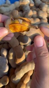 หวานฉ่ำ มะขามฝัก 1กก สีทอง ขนาดเป็น มะขามหวานสีทอง ฝักใหญ่ ขนาด1กก