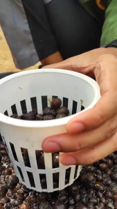 JIRIFARM - Tutup Cover Lid Dutch Bucket / Bato Bucket Hidroponik Original