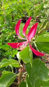 ชงโคออสเตรเลีย สีแดง กระถาง 11 นิ้ว (กทม)