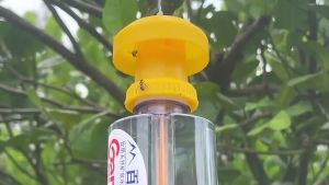 Perangkap Lalat Buah Drosophila Bahan Plastik Warna Kuning - Fruit Fly Trap Yellow Trap Perangkap Serangga Jebakan Lalat Buah