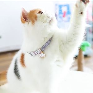 VÒNG CỔ CHARM HÌNH SAO VÀ CÁC CHARM KHÁC SIÊU XINH CHO CHÓ MÈO