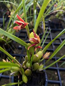 กล้วยไม้ MAXIRALIA TENUI FOLIA ดอกสวยกลิ่นมะพร้าว