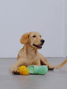 Indoor/Outdoor Dog Chew Toy Sound Latex Slippers Shape Teeth Cleaning Training Play for Small Medium Large Dogs & Puppies