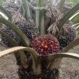 Pupuk Pelebat BuahSawit Organik Booster Sawit Perangsang Buah Agar Hasil Lebih Cepat Pupuk Sawit