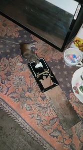 Jebakan Tikus ORIGINAL KZK/ Perangkap Tikus/Penjepit Tikus/ Jepretan Tikus KZK