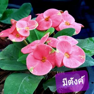 มีตังค์ โป๊ยเซียน ดอกสีชมพูปูนแห้งแกมเขียว ไม้มงคลควรมีไว้ติดบ้าน