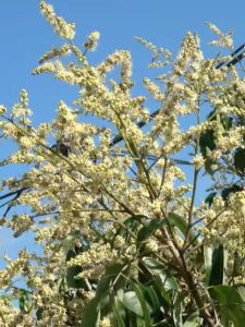 จะเด็ด ขนาด 1 ลิตร อาหารพืช สำหรับลำไย