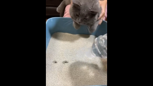 Asst Cat Litter Bentonite Sand Fast Clumping Absorb Odor 10L