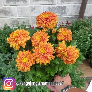 1 POT BUNGA KRISANT ASTER ( DIKIRIM LANGSUNG DALAM POT ) READY 10 WARNA
