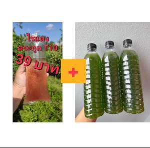 น้ำเขียว แถมฟรี ไรแดงT10 สำหรับเพาะพันธุ์ หรือเพาะเลี้ยงเพื่อเป็นอาหารปลา