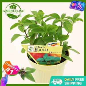 Green House® - Thai Basil Seeds for Planting Vegetable Plants (30 Seed) incl. Instructions for Plant Balanoy Plan