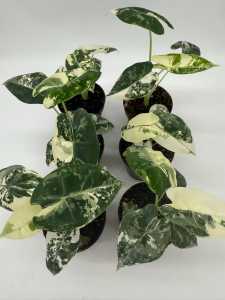 Alocasia Frydek Variegated งานถุง 1ต้น ด่าง ขนาดm