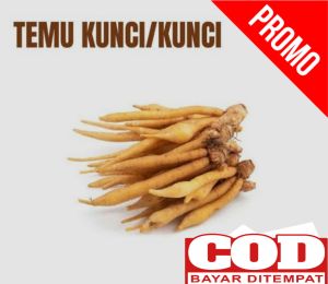 PAKET HEMAT Temu Kunci Segar Organik 1 Kg Kirim Langsung Saat Order Masuk