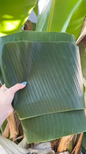 Lá Chuối Tươi Đẹp Không Bị Rách Dùng Gói Bánh Tét Xôi Bánh Giò (có đơn mới cắt giao hỏa tốc)
