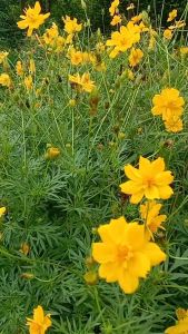 GG | 250 Benih Bunga Sulphureus Cosmos Warna Kuning Single