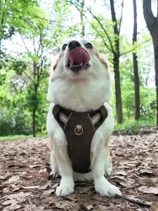 R Leather  Harness Explosion-Proof Reflective Dog Chest Strap Anti Breaking Loose Dog Hand Holding Rope