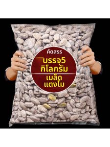 Cream Flavor Original Dried Pumpkin Seeds 5 Pounds