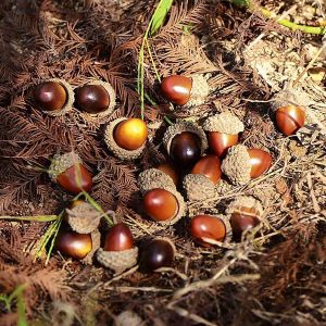 โฟมโอ๊กโคนลูกสนจำลองวัสดุแบบทำมือพวงมาลัยทำมือคริสต์มาสพื้นหลังอุปกรณ์ยิงปืน