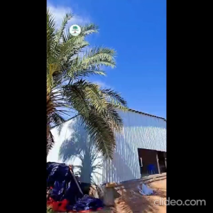 1KG Kurma Ajwa Aryaf Asli Tanah Haram Madinah