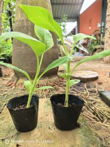 2ต้นกล้วยหอมทอง แม่สอด ต้นกล้า1.5เดือน ต้นกล้ากล้วยหอมทอง2ต้น