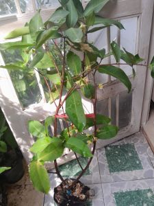 cây mận an phước ra quả sau 4 tháng