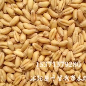 （爆款种子）批发猫草小麦草种子麦芽糖牧草种子小包装营养丰富发芽高量大优惠