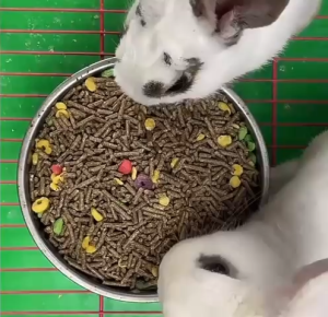 2.5kg Super Value Adult & Junior Rabbit Food Guinea Pig Chinchilla Food Pellets Makanan Arnab Dedak Arnab