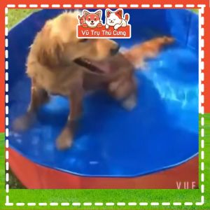 Hồ bơi tắm thư giãn cho Chó mùa hè nhiều Size gấp gọn tiện lợi