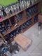 fiza racing muffler