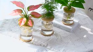 【Local Delivery】1Pc Nordic Minimalist Transparent Hydroponic Plant Flower Vases Wood Glass Bottle Decoration