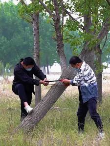 Dovetail Fold Saw Small Hand Logging Saw Fold Pokok Gergaji Pruning Tool For Cutting Wood&Granden 折叠锯