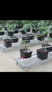 ถังปลูกไฮโดรโปรนิกส์ ครบชุด ระบบน้ำวน ถังปลูกกัญไฮโดร ถังปลูกกัญ