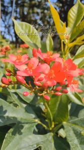 ปัตตาเวียสีแดง กระถาง 11 นิ้ว ไม้กระถางต้นสวยและแข็งแรง (กทม)