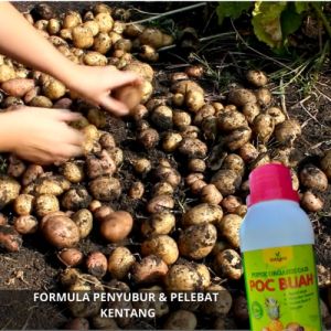 Pupuk Pembesar Kentang Penyubur Tanaman Kentang / Pupuk Cair Pelebat Umbi Kentang / Pupuk Kentang