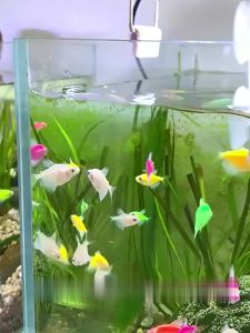 1PC Non Slip Suction Cup Fish Tank Feeder Essential Fish Feeding Supplies Floating Food Feeder Square Round for Fish Tank
