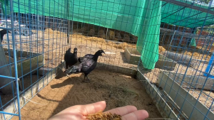 Sâu canxi sấy loại nhỏ - tăng trọng đều màu vật nuôi chống còi dành cho gà chim ếch cá