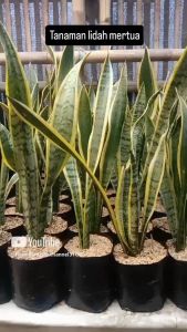 tanaman hias lidah mertua murah