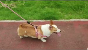 Pet Harness Dog Cat Uk. XL / Tali Tuntun Hewan Anjing Kucing Tambang Salur