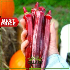 GalaxySeeds Red Okra Carmine Splendor Plant Seeds (10 Seed) for Planting Vegetable Plants F1