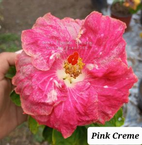 Gumamela / Hibiscus Well Rooted Shipped With Soil