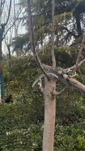 Betel Nut Hand Tool High-branch cutting remove Garden Pruning Branch Tool